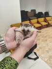 Elmom